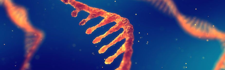 RNA strand