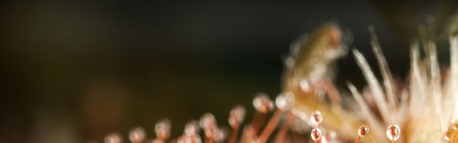 Beautiful-yellow-red-sundew-925x290.jpg