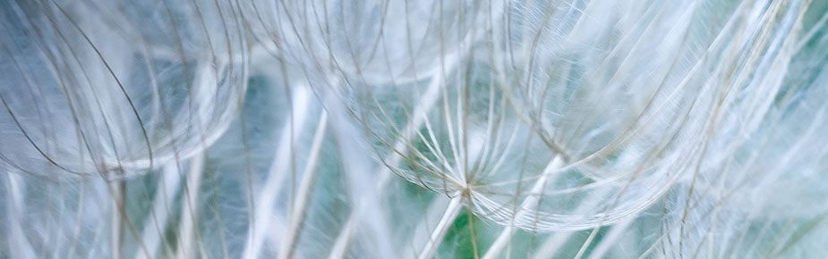close up of a dandelion