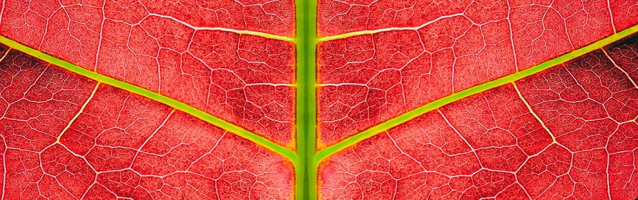 red leaf close up