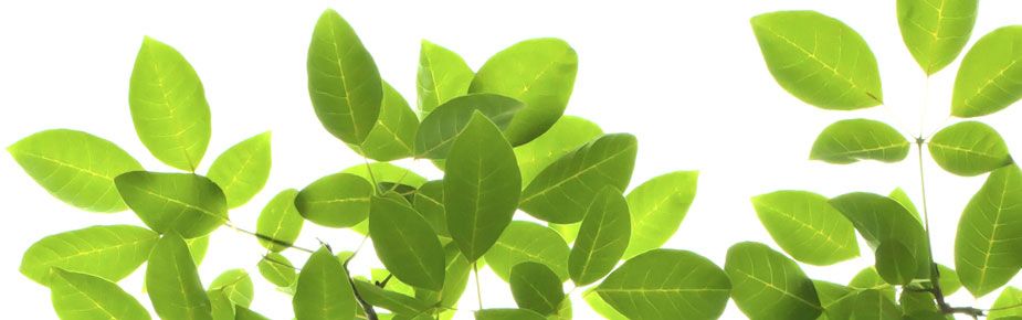 leaves against back background