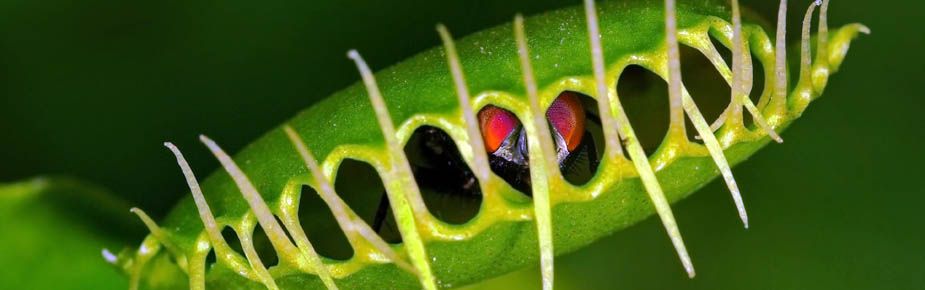 Venus Flytrap