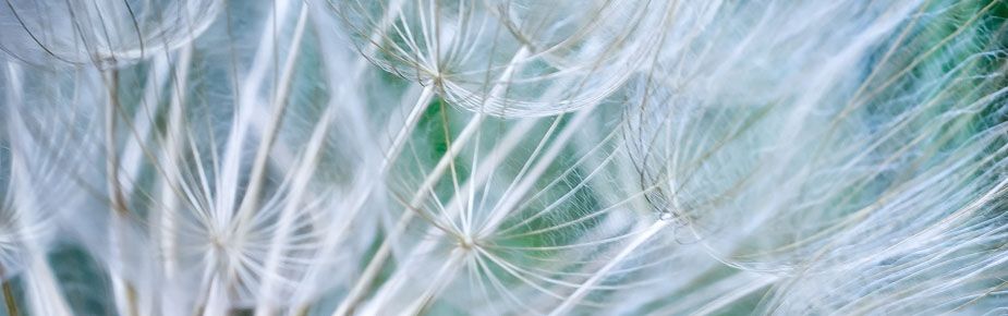 close up of a dandelion