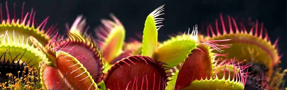 Financial Crime Venus Fly Trap 925x290