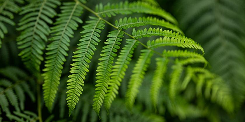 Green leaves