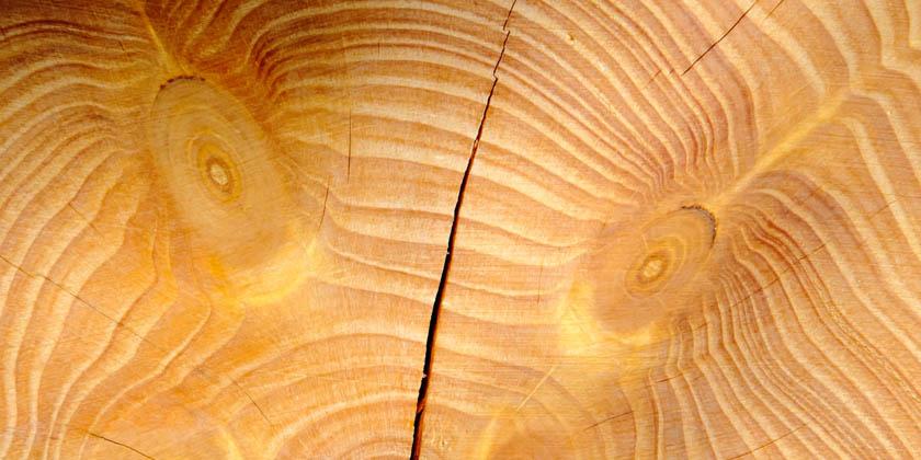 Dissection cut of tree