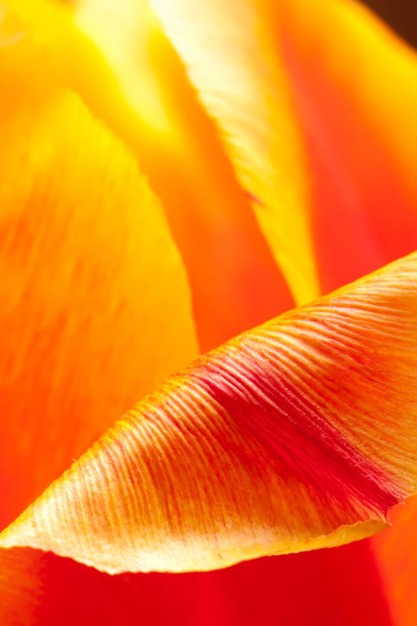 orange yellow red flower leaf