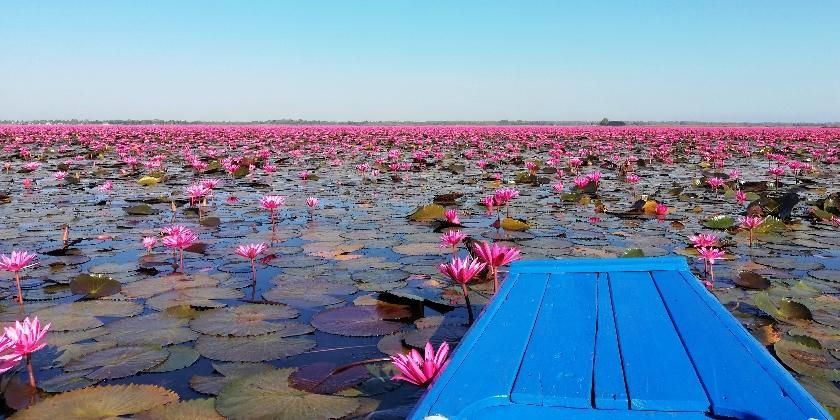 blue jetty surrounded by pink lotus flowers