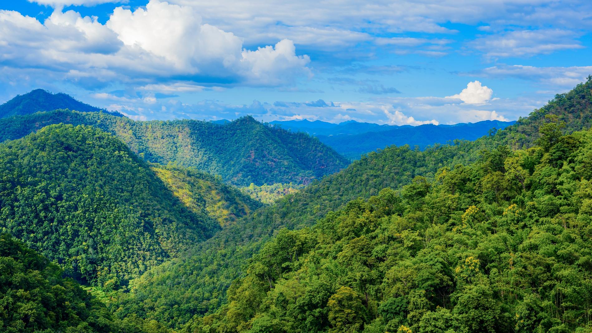 Nature scenery of a jungle, showing the importance of ESG and corporate sustainability