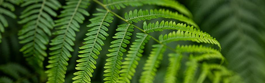 Green leaves