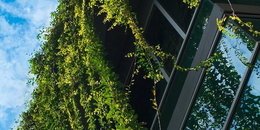 Green vines building