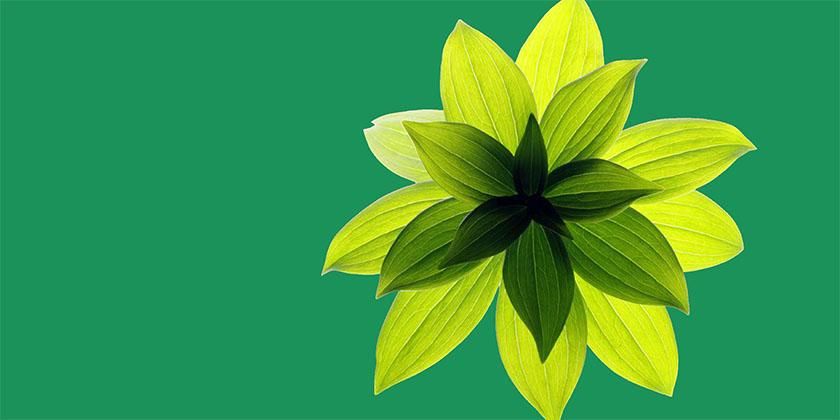 young leaves on green background