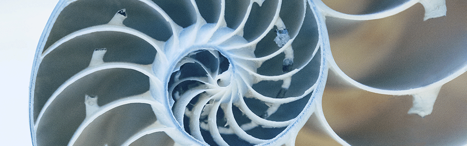 intellectual_property_nautilus_shell_inside_925