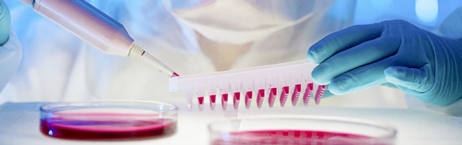 scientist working with petri dishes