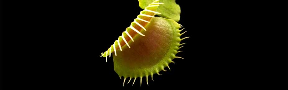 Environment One Venus Fly Trap 925x290