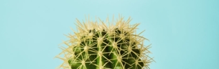 Cactus against a turquoise background