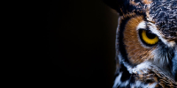 photo of an owls face against black background