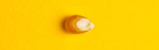 popcorn kernel on yellow background