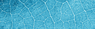 close up of a blue leaf