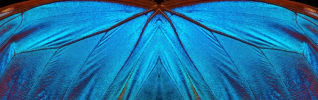Blue abstract pattern. Wings of a butterfly Morpho texture background. Morpho butterfly