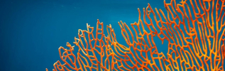 Orange soft coral biodiversity 925x290
