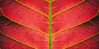 red leaf close up