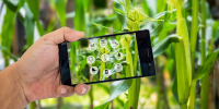 man taking photo of corn plant