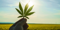Cannabis leaf 的照片