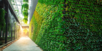 Green wall vertical garden friendly green nature eco friendly design landscape in building