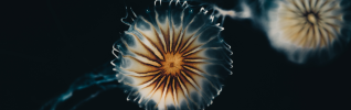 medusa, ocean