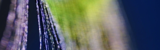 abstract macro peacock feather blurred