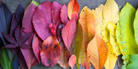 coloured leaves