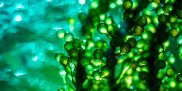 Photobioreactor in medical science laboratory