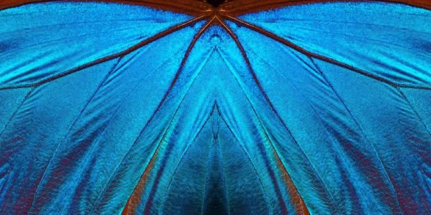 Blue abstract pattern. Wings of a butterfly Morpho texture background. Morpho butterfly