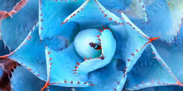 close up of an agave plant