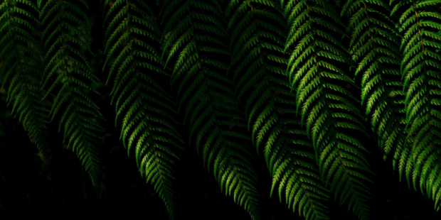 a long row of green leaves