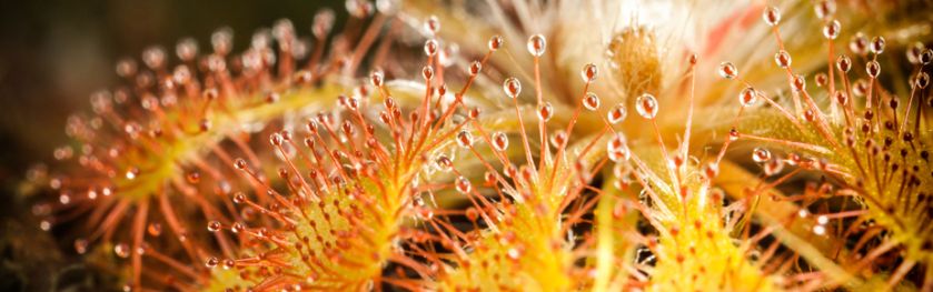 Beautiful-yellow-red-sundew-925x290-1.jpg