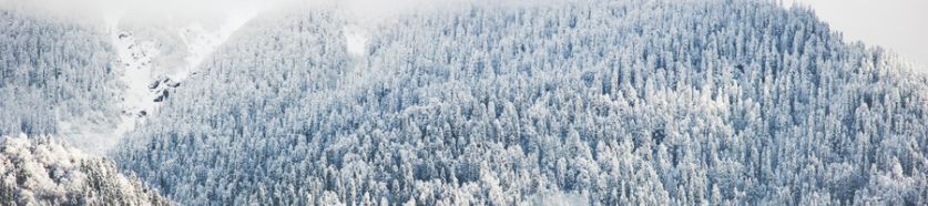 Winter-Forest-clouds-Landscape-aerial-view-trees-900x200-2.jpg