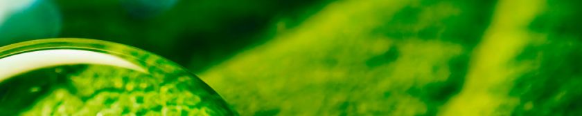Beauty-transparent-drop-of-water-on-a-green-leaf-macro-with-sun-glare-1000x200-3.jpg