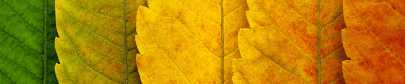 leaves - 1672x350px.jpg