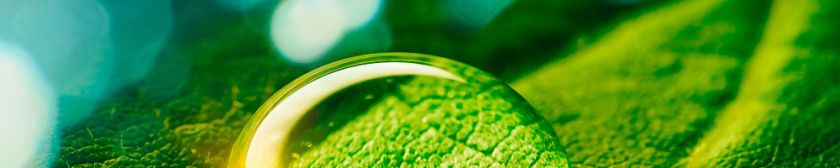 Beauty-transparent-drop-of-water-on-a-green-leaf-macro-with-sun-glare-1000x200-1.jpg
