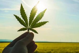 cannabis drogue sant&eacute; 330x220