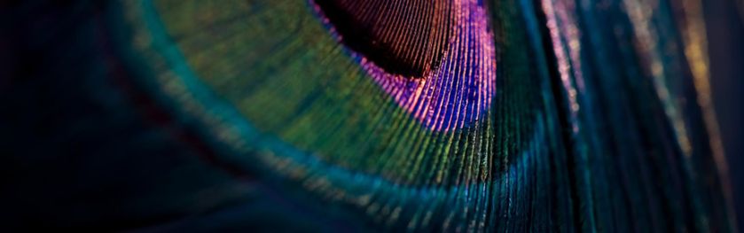 Beautiful-and-colourful-peacock-bird-feather-925x290-2
