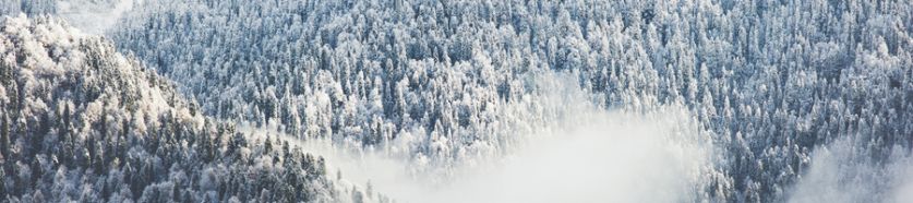 Winter-Forest-clouds-Landscape-aerial-view-trees-900x200-1.jpg