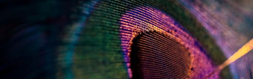 Beautiful-and-colourful-peacock-bird-feather-925x290-1