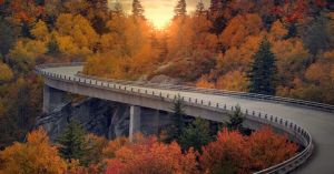 winding road autumn trees